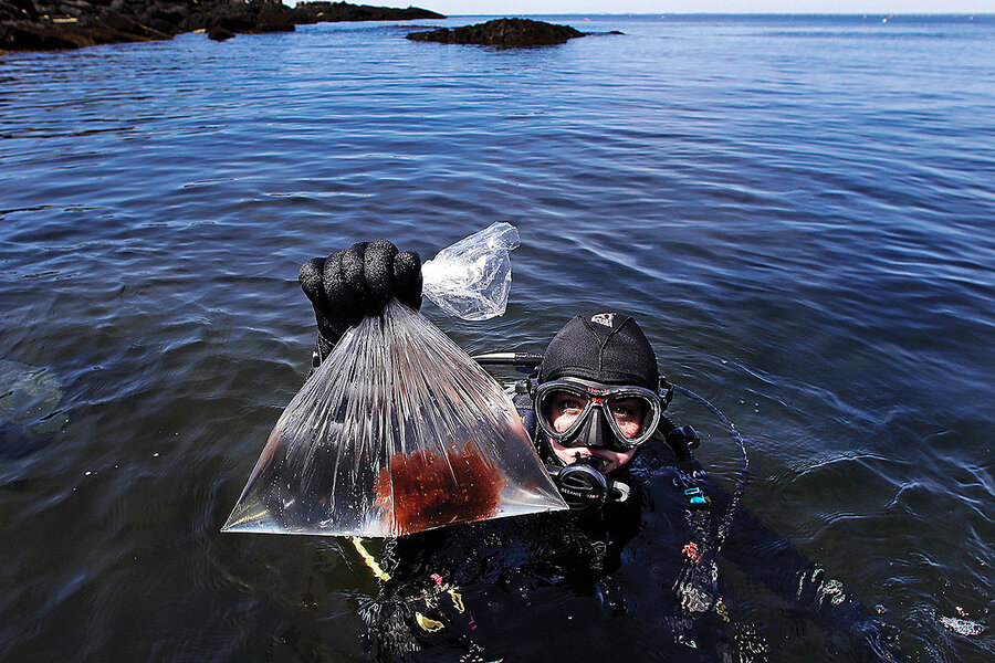 Seaweed snacktime Kelp farming grows on Maine fishermen